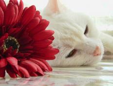 开云体育官方网站-逆光宣言，东决关键战之夜，英格拉姆在聚光灯下镌刻属于自己的纪元