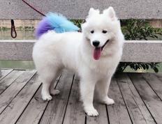 开云官网-广厦克猛龙，布克造杀伤，一场定义战力的双向镜像对决