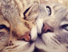 开云体育登录-欧冠半决赛惊天翻盘，阿尔及利亚逆转希腊，焦点战载入史册