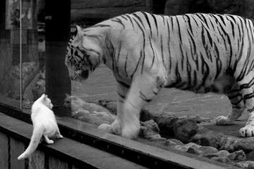 开云体育下载-橙衣风暴席卷波斯铁骑！托尼一锤定音成绝对胜负手