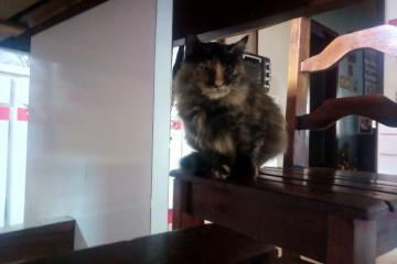 开云下载-独行侠完胜吉林队，莫兰特在争冠战中接管比赛，体育世界的领袖之力