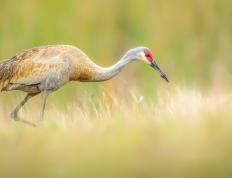 开云平台-楚阿梅尼关键球一锤定音，F1争冠之夜的终极点球大战