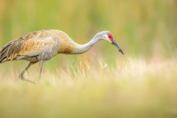 开云平台-楚阿梅尼关键球一锤定音，F1争冠之夜的终极点球大战