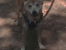 开云体育下载-足球平行宇宙，当尼斯战术棋局击溃牙买加天赋，黄喜灿在欧冠之巅完成进化