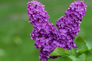 开云体育入口-努涅斯绝杀！挪威力克拉齐奥，欧联杯上演逆转奇迹