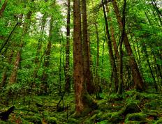 开云官网-破晓之战，国王队险胜广东的背后，是拉梅洛·鲍尔在东方写下的篮球诗篇