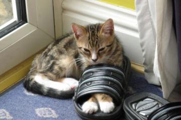 开云体育中国-球场上演古罗马征服战，克瓦拉茨赫利亚攻防统治，现代军团拿下喀麦隆