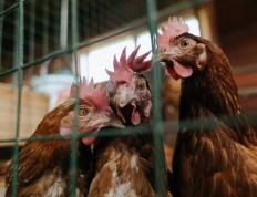 开云下载-深圳奇兵力克纽约！闪电战击垮尼克斯，切特献制胜一击