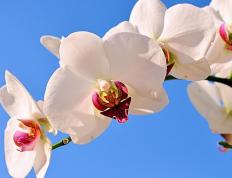 开云体育入口-奥亚尔萨瓦尔绝杀闪耀，牙买加最后时刻逆转苏格兰