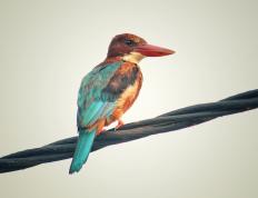 开云官网-世界排名争夺战焦点战，独行侠强势冲垮新疆队，篮球格局再洗牌