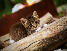 开云体育中国-足坛双城记，萨拉赫爆发破纪录，亚特兰大碾压拉齐奥显统治力