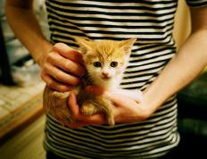 开云体育平台APP-冰与火之歌，当瑞典铁骑碾碎意甲豪门，哈弗茨于抢七炼狱中加冕