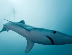 开云体育官网-德罗赞狂砍40分上演孤胆英雄！独行侠不敌猛龙