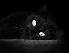 开云下载-攻防转换的艺术，从F1赛道到篮球场的速度与抉择