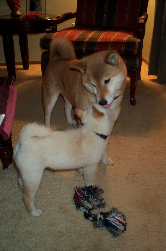 开云体育登录-阿坎吉点燃威斯特法伦，多特蒙德以压制性胜利宣告复兴之路