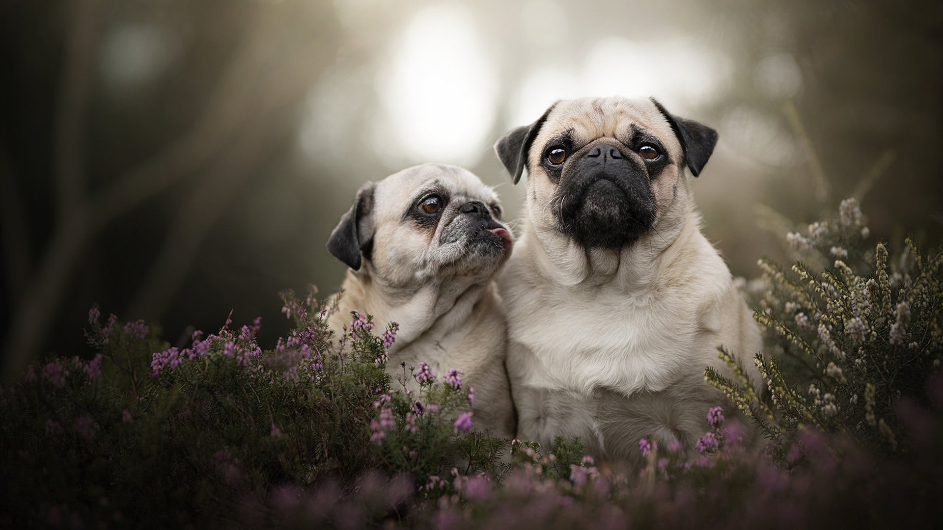 开云体育官方网站-致命一击，杰伦·格林撕咬之夜锁定胜局