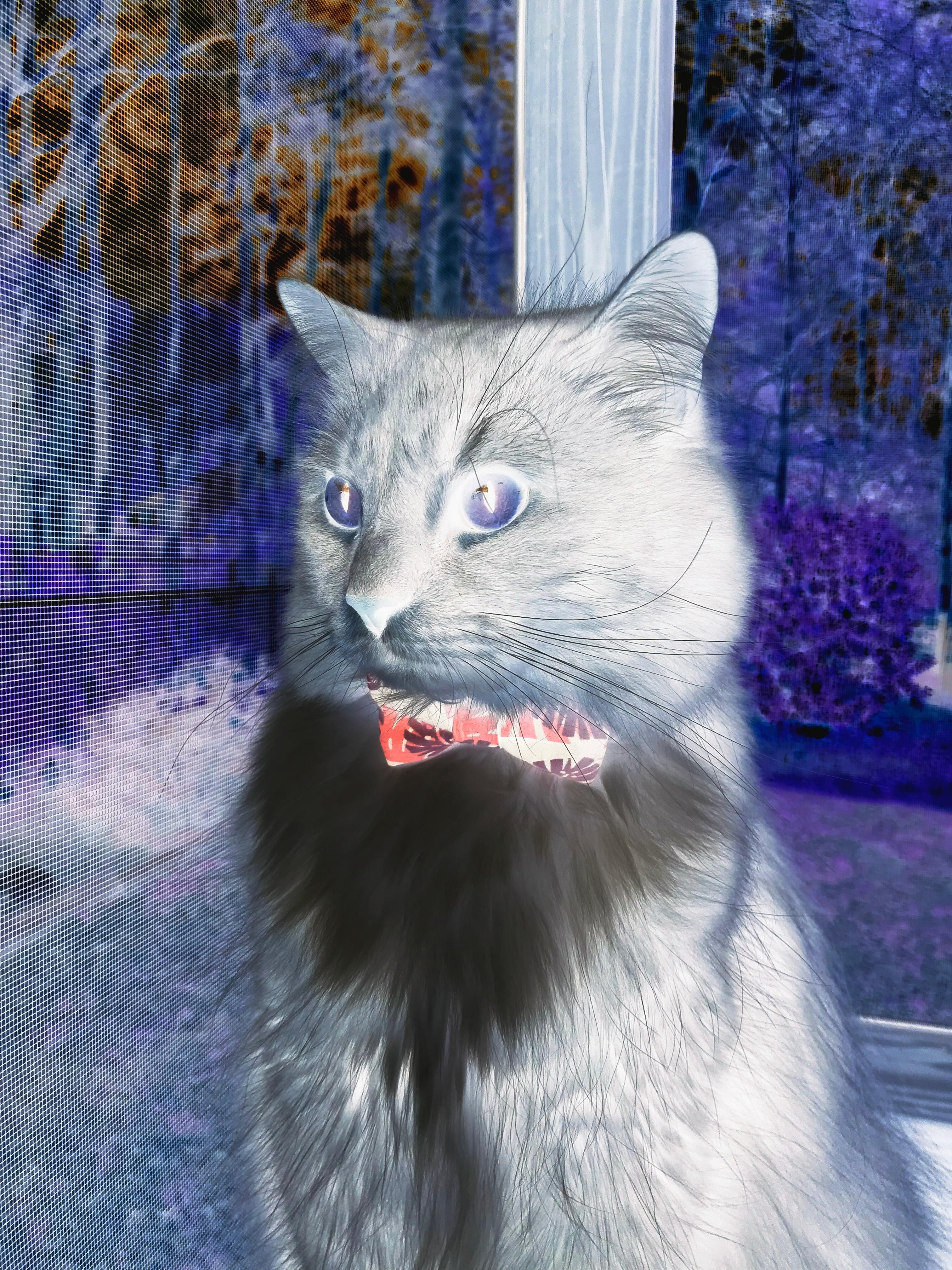 开云体育app-格纳布里爆发助塞内加尔击溃曼城，战术纪律战胜明星光环