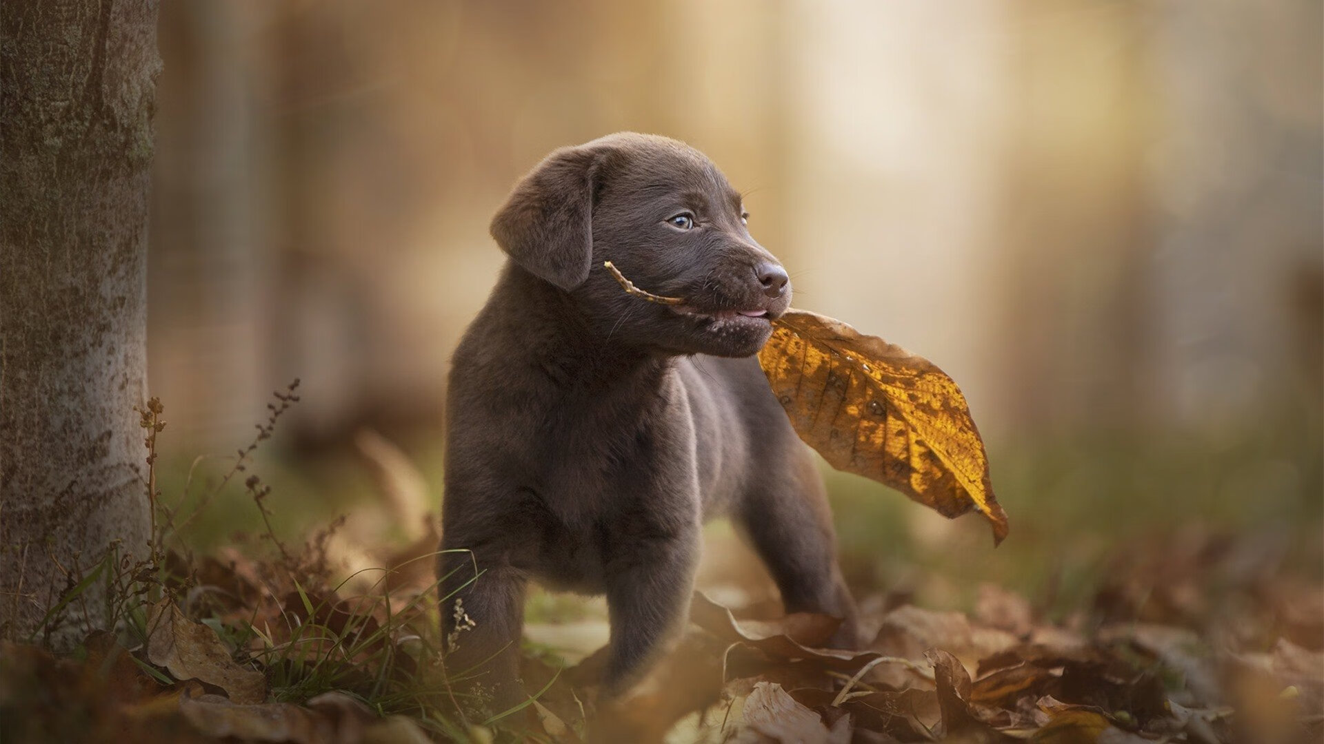 开云体育在线-阿拉巴封神之夜！挪威末节致命一击带走哥斯达黎加