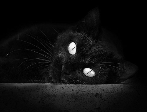 开云下载-攻防转换的艺术，从F1赛道到篮球场的速度与抉择