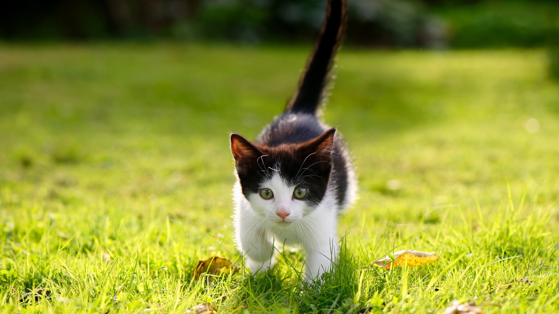 开云体育官方网站-库里开启时空模式？活塞对阵老鹰，勇士王牌的关键节点艺术