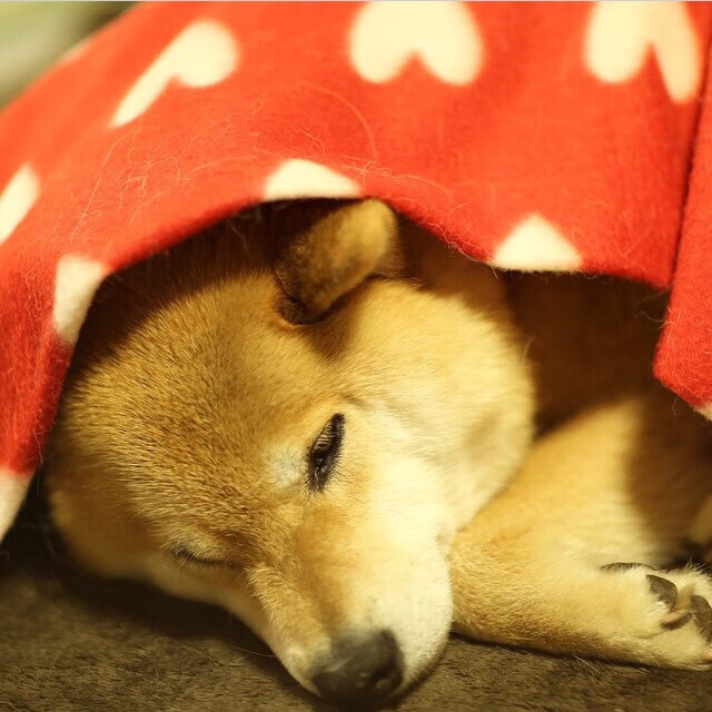 开云体育官方网站-梅西的灵魂，拜仁的战场，德甲争冠夜中的攻防转换艺术