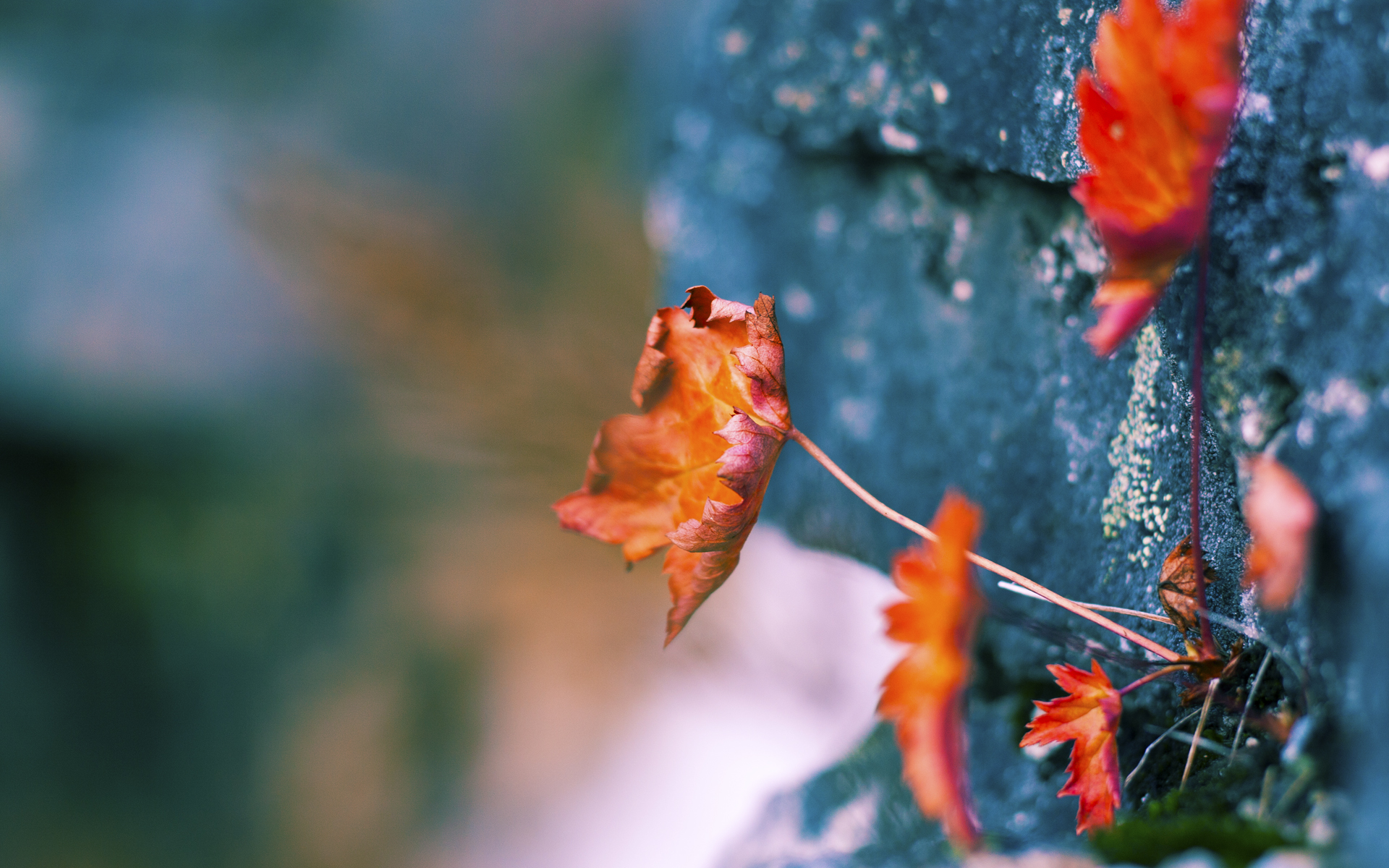 开云体育下载-范戴克爆发引领巴萨逆转，最后一刻绝杀佛罗伦萨
