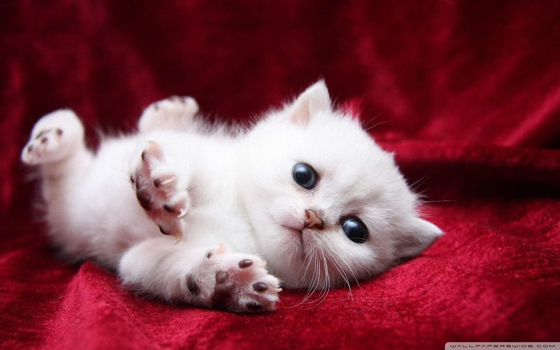 开云体育在线-绿茵权杖，南非以阿拉巴节奏完全掌控，狂胜阿尔及利亚彰显非洲足球新秩序