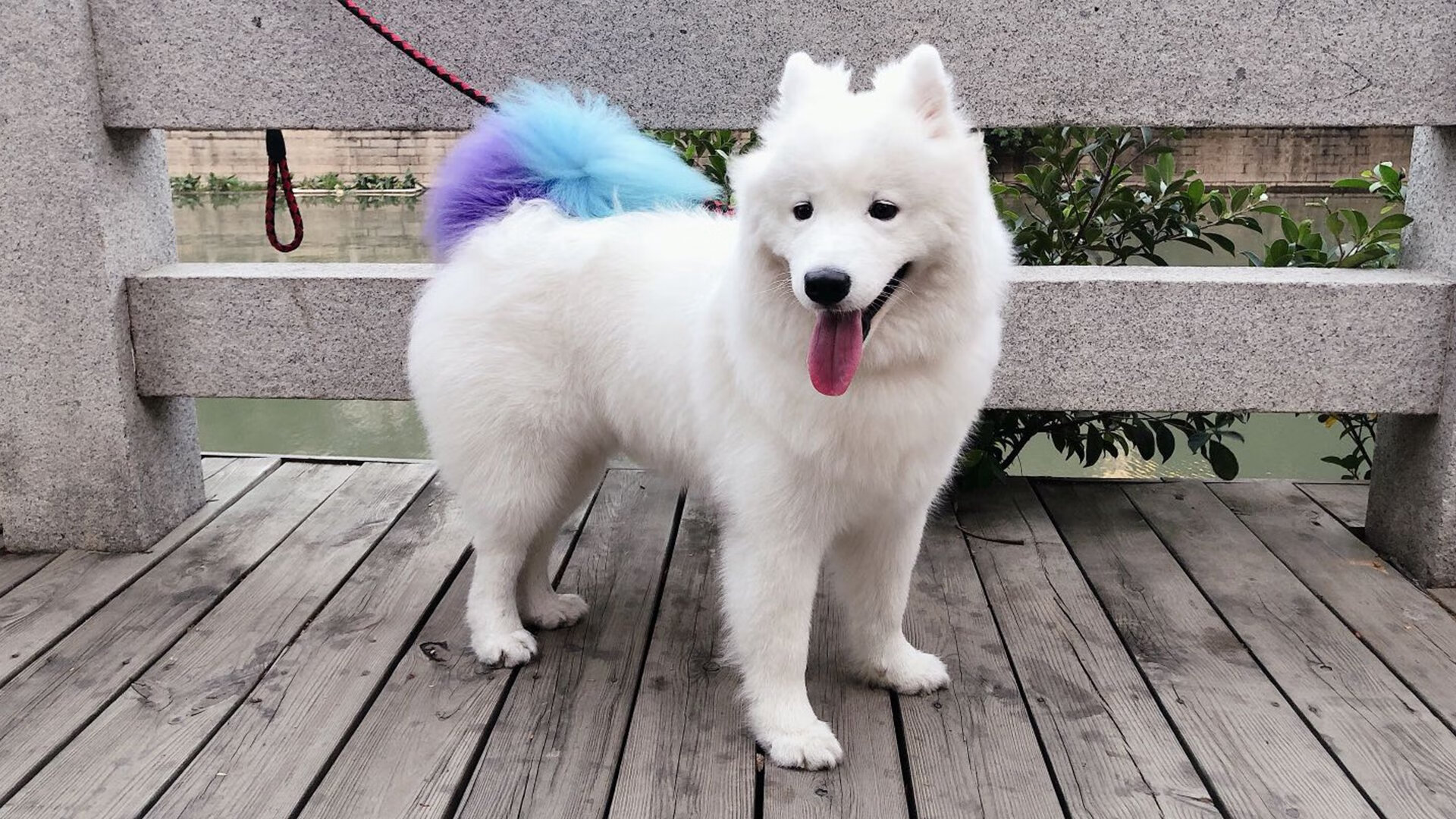 开云官网-广厦克猛龙,布克造杀伤,一场定义战力的双向镜像对决