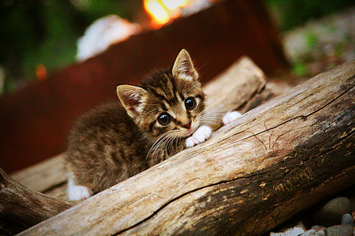 开云官网-广厦克猛龙,布克造杀伤,一场定义战力的双向镜像对决