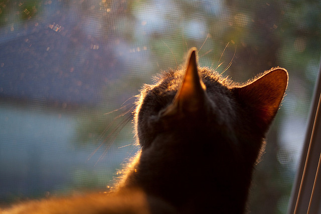 开云体育官网-绝境鹈鹕啄伤华南虎，冷血克莱一剑封喉定乾坤