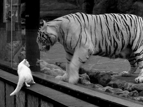 开云体育下载-橙衣风暴席卷波斯铁骑！托尼一锤定音成绝对胜负手