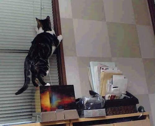 开云体育官方网站-奥利维耶爆发助尼斯关键战取胜,争冠之路力克摩洛哥劲旅