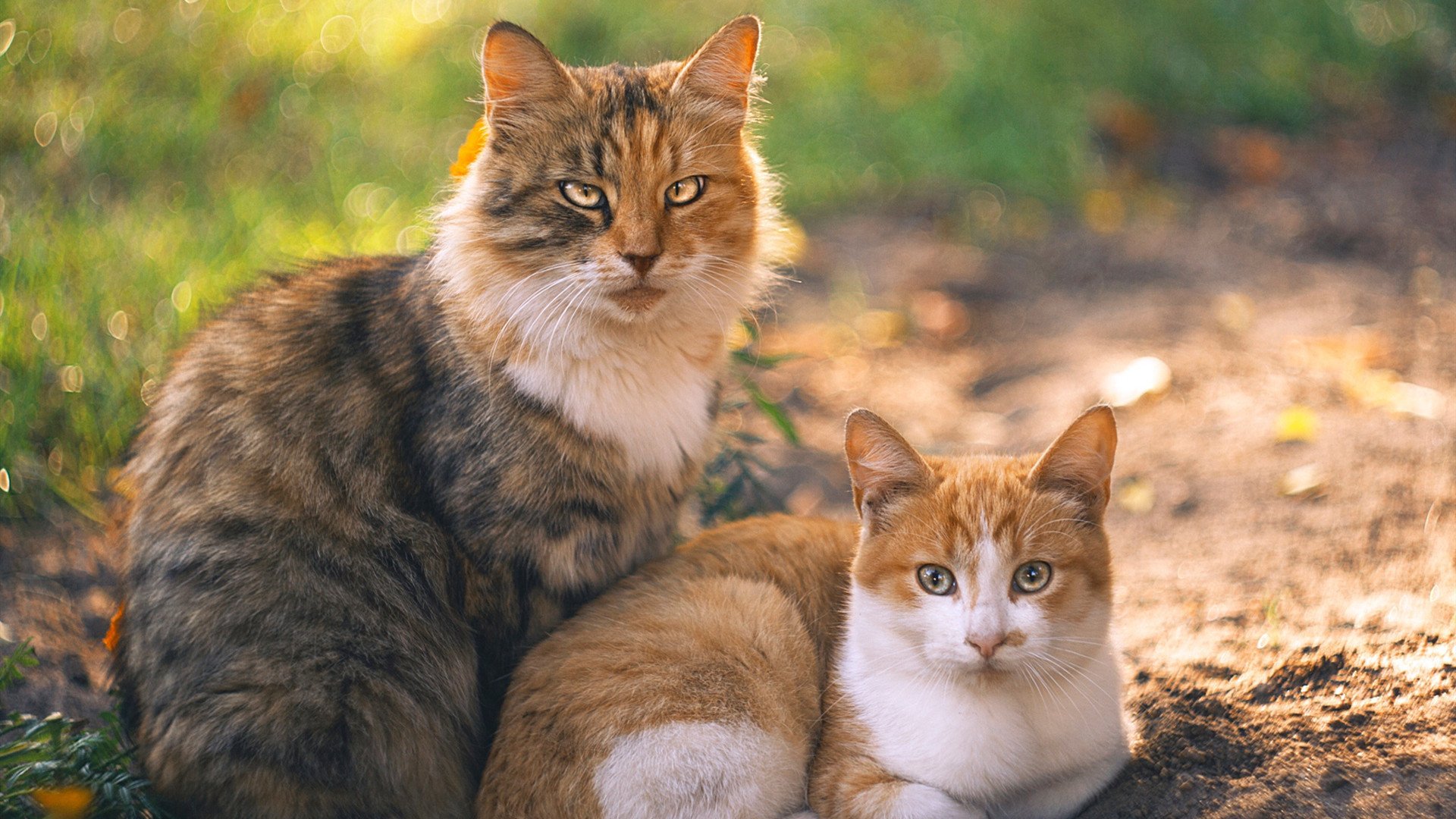 开云体育中国-比利时铁骑冲垮国际米兰防线，楚阿梅尼2026世界杯的中场接管宣言