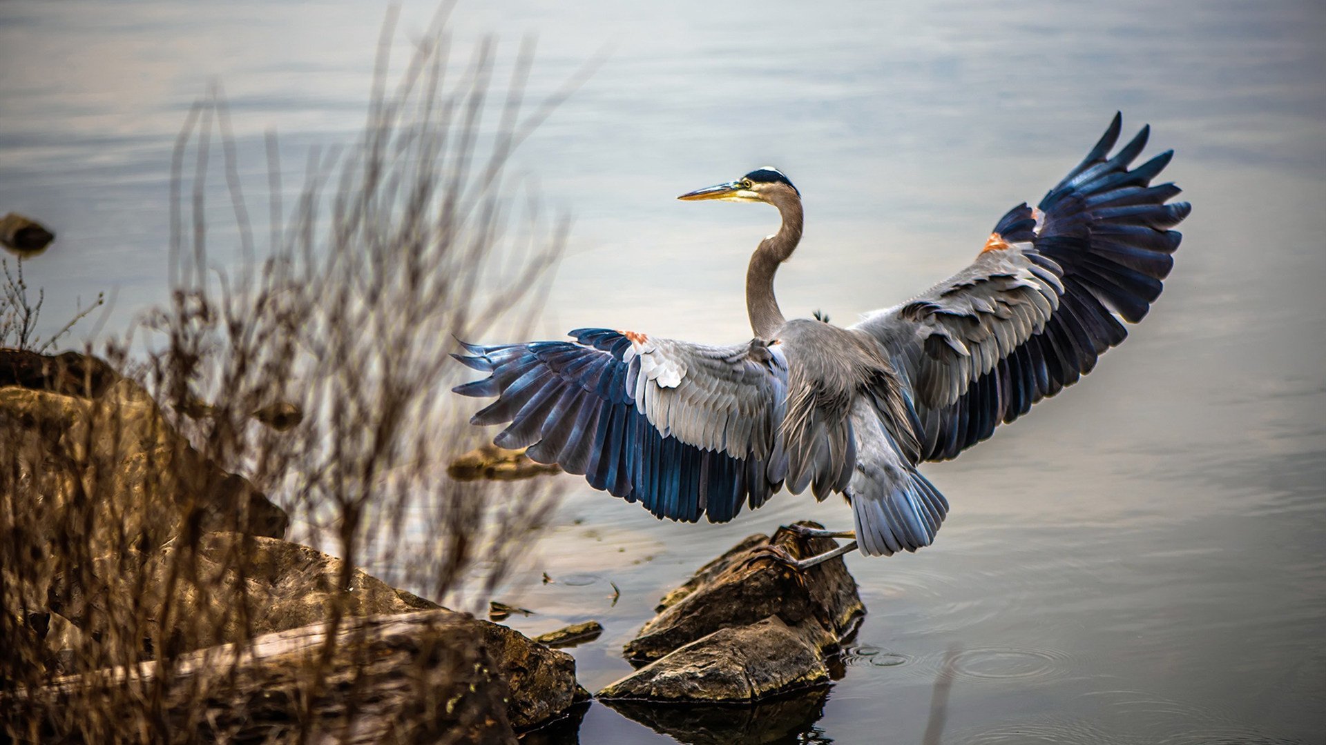 开云体育下载-独行侠强势击溃雄鹿,布克冠军级表现引领胜利