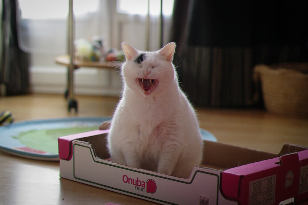 开云下载-梅西的艺术足球与韩国队的战术铁幕，当完美个人遭遇集体终结