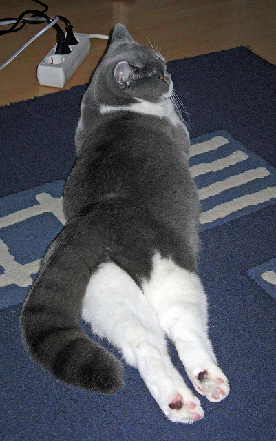 开云体育APP下载-惊天逆转！浙江队翻盘吉林队，武切维奇全场最佳毫无争议