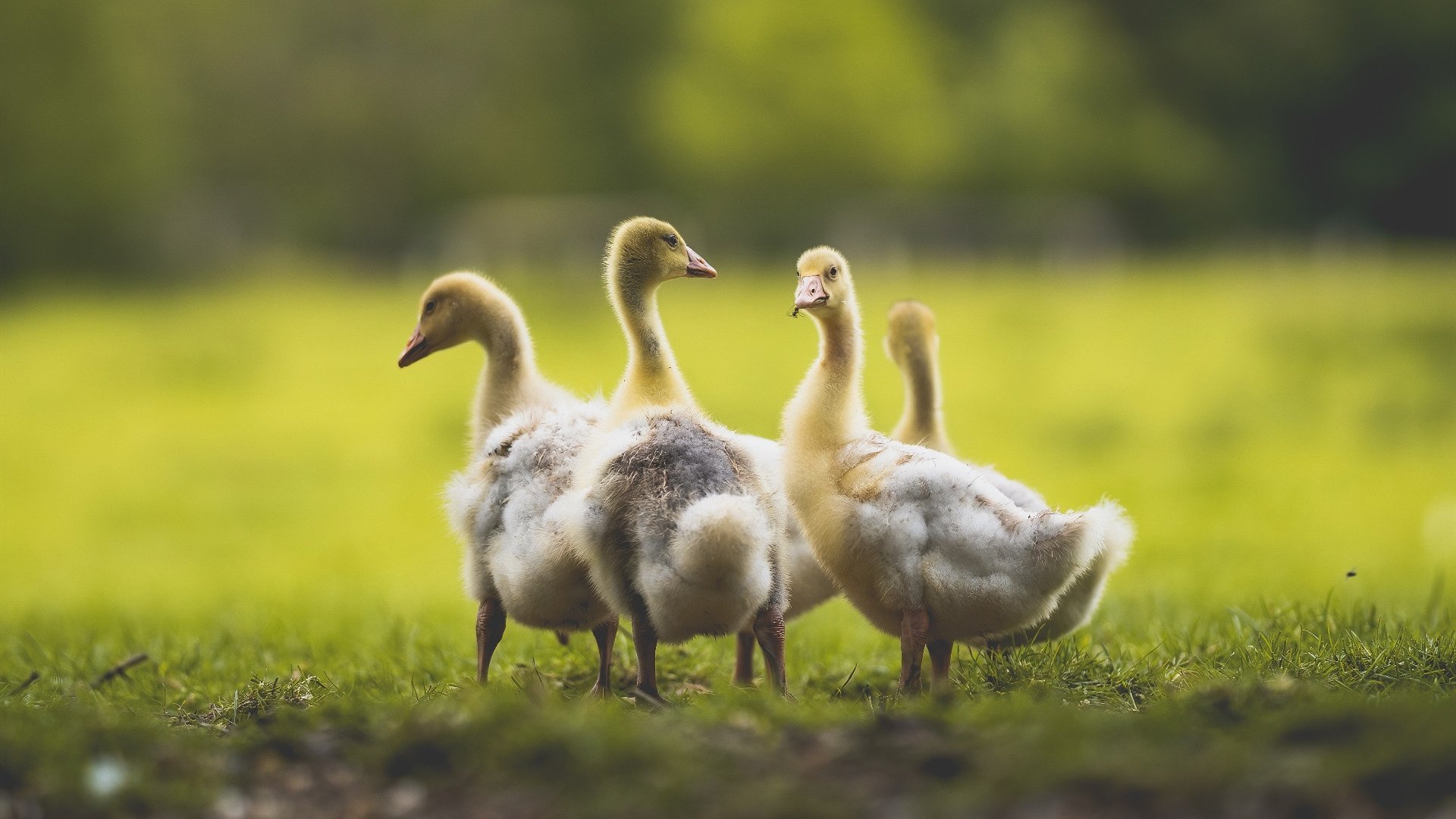 开云APP-孤星耀长夜，马克西的救赎之战