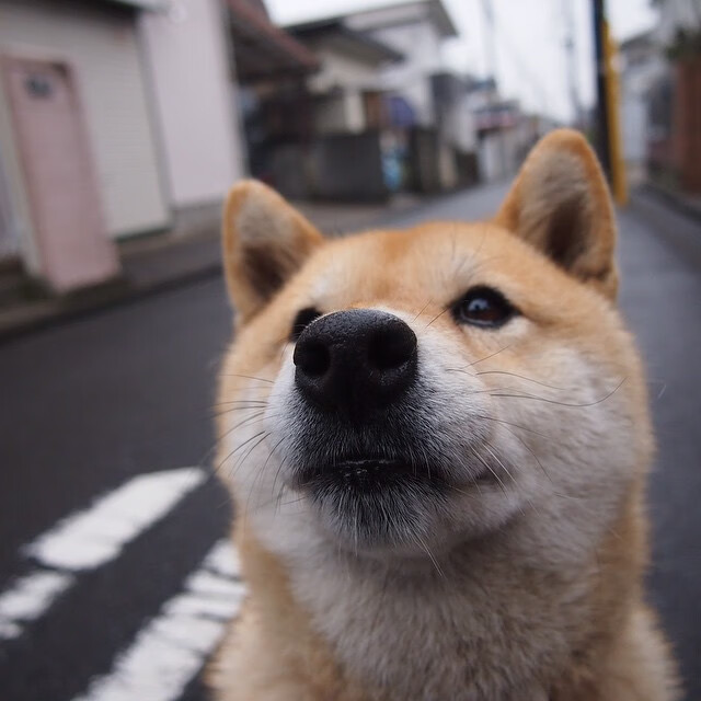 开云体育平台APP-恩比德统治内线,猛龙力克火箭迎三连胜