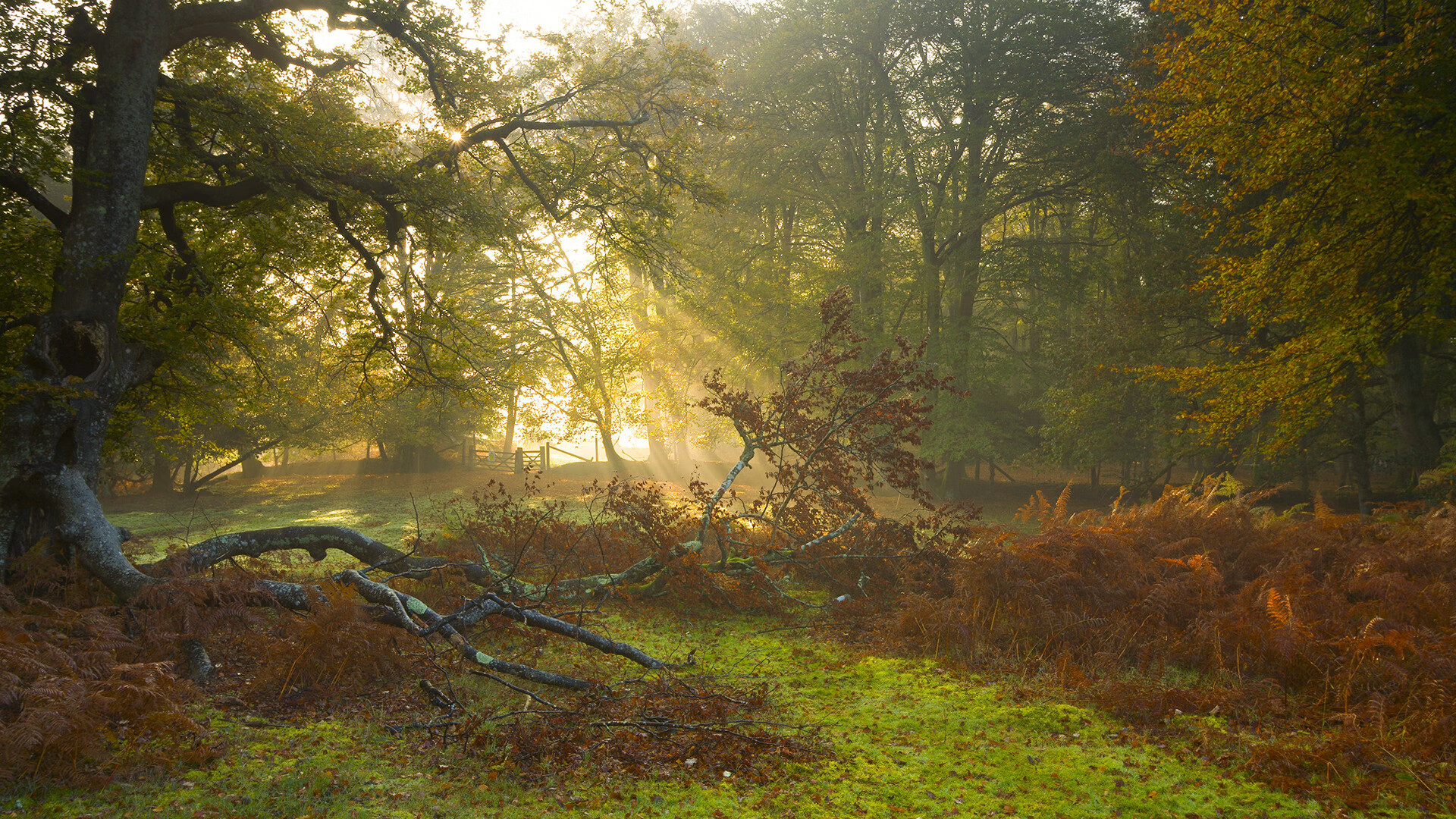 开云平台-双重引擎，范弗利特从NBA鏖战到F1街道赛的统治力
