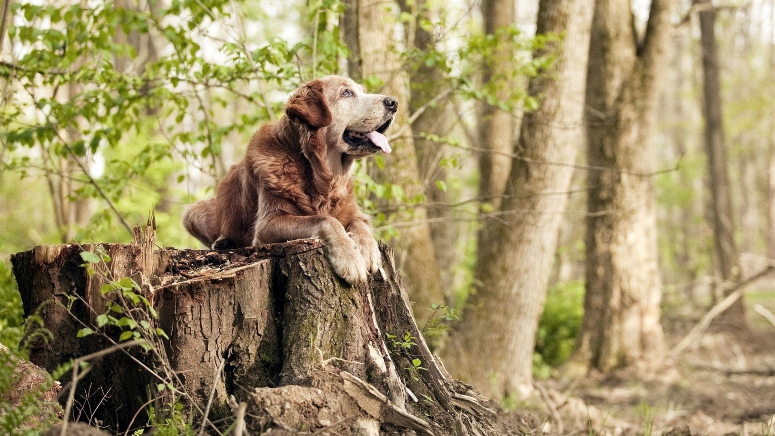开云平台-穿越平行宇宙的利刃，当黄蜂收割活塞映射杜兰特的德甲争冠法则