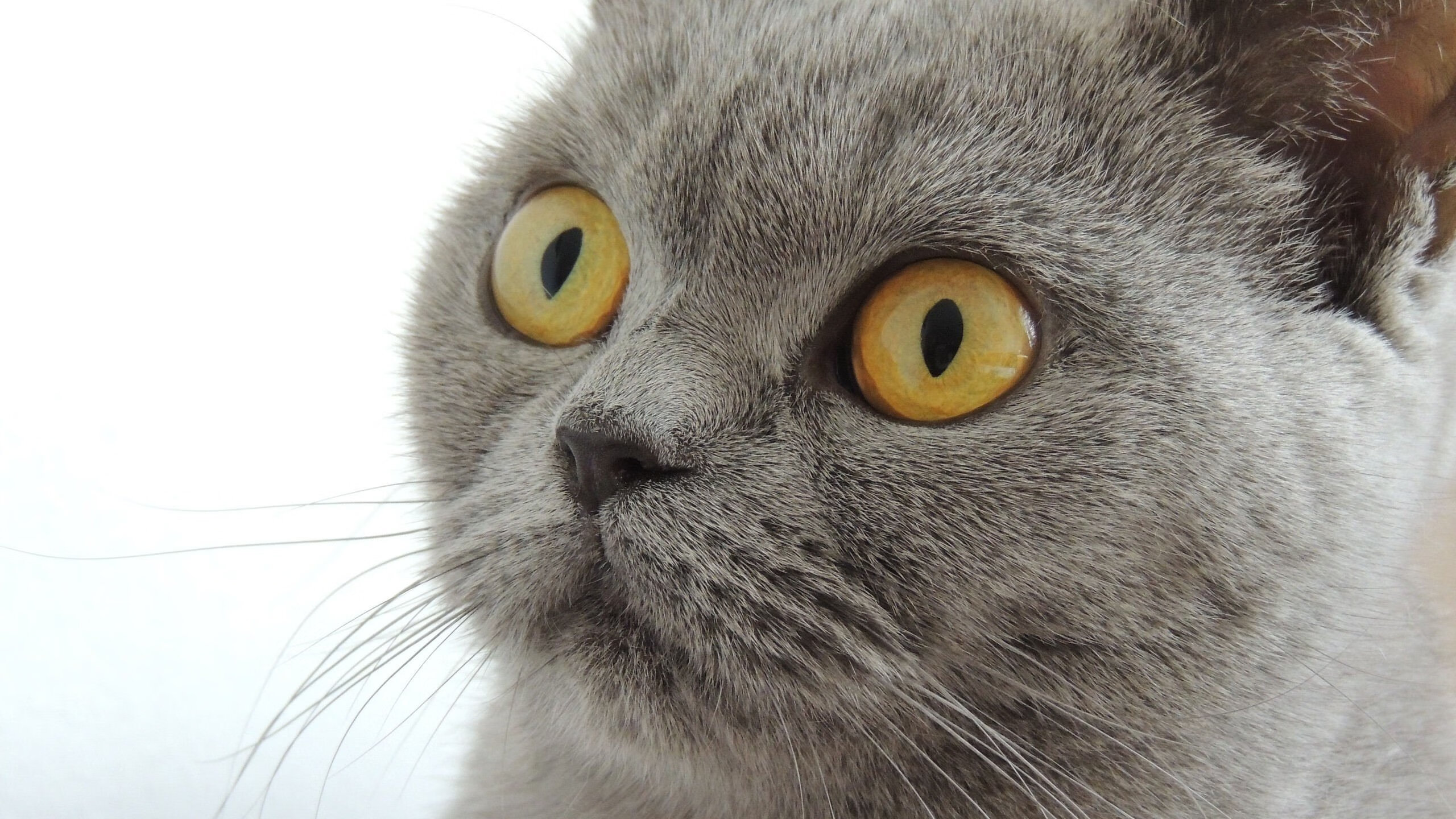 开云体育官方网站-欧冠半决赛般的对决，鹈鹕与湖人的鏖战